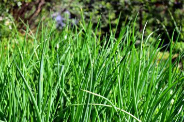 fresh onion stalks in the garden