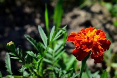 marigold flower in the garden in the sun