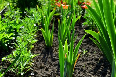 young iris leaves in the flowerbed