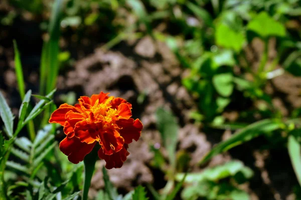 Marigold Flower Garden Sun — Stok fotoğraf