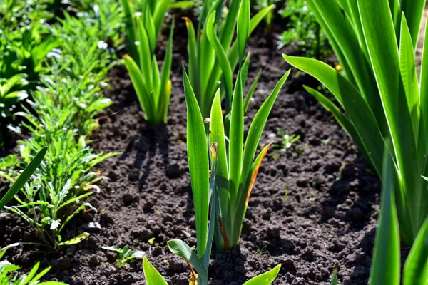 Young Iris Leaves Flowerbed — Foto de Stock