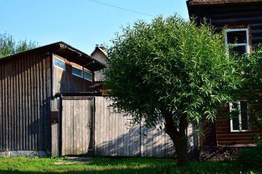 Eski sokaktaki söğüt ağacı