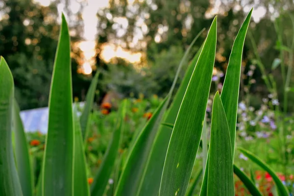 Foglie Iris Sullo Sfondo Del Giardino — Foto Stock