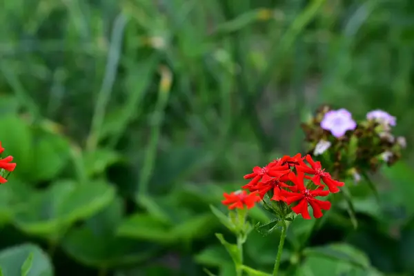 Kwitnące Lychnis Ogrodzie — Zdjęcie stockowe