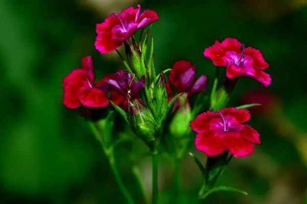 Kwiat Goździka Ogrodzie Letnim — Zdjęcie stockowe