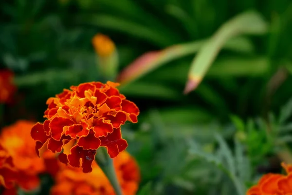 Flor Caléndula Sobre Fondo Hierba — Foto de Stock