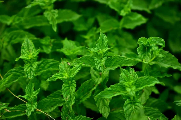 Mint Leaves Garden — Stock Photo, Image