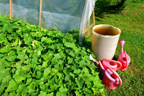 Watering Cans Barrel Water Growing Cucumbers — Stock Photo, Image