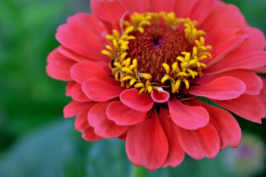 Zinya çiçeğinin üzerindeki stamenler