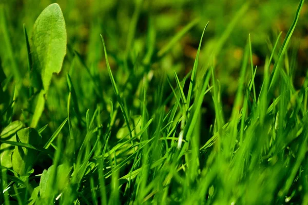 Achtergrond Foto Met Groen Gras — Stockfoto