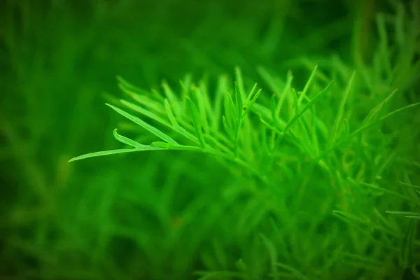 Grüne Abstrakte Hintergrund Mit Gras — Stockfoto