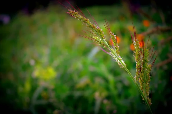 Tallo Bluegrass Fondo Pradera — Foto de Stock