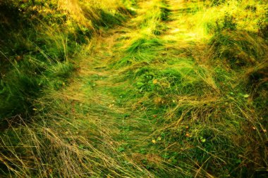 Güneş ışınlarındaki çayır otlarının arka planı