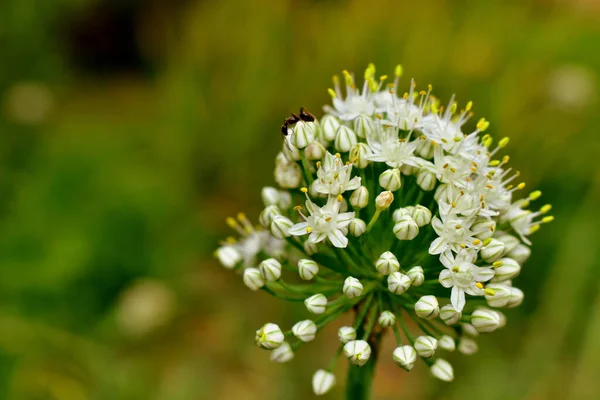 Formica Sul Fiore Cipolla Giardino — Foto Stock