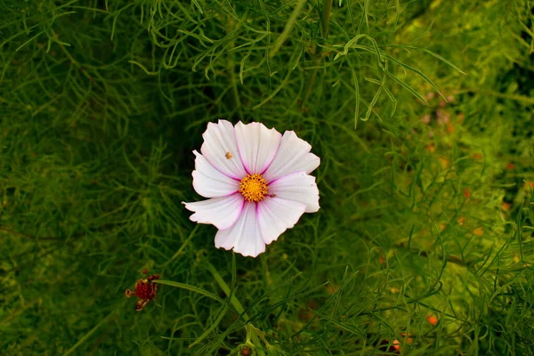 Flor Del Cosmos Jardín — Foto de Stock