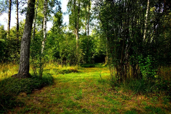 Waldlandschaft Einem Sonnigen Sommertag — Stockfoto