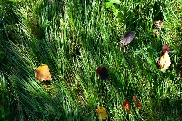 Fallen Leaves Green Grass — Stock Photo, Image