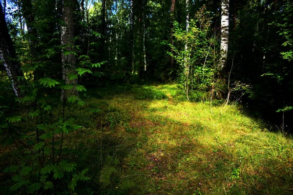 Une Tache Soleil Dans Forêt — Photo