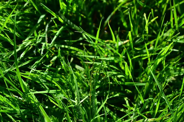 Dew Drops Green Grass Morning — Stock Photo, Image