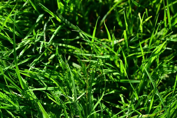 Gouttes Rosée Sur Herbe Verte Matin — Photo