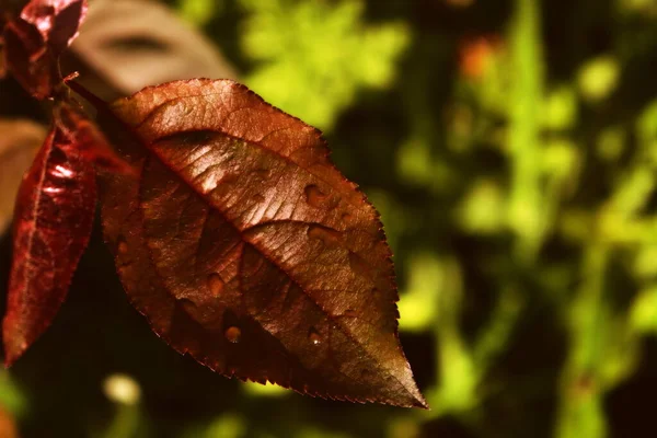 Wet Apple Tree Leaf Garden — Stock Photo, Image