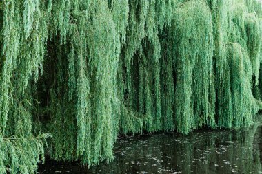 Gölde sık söğüt dalları