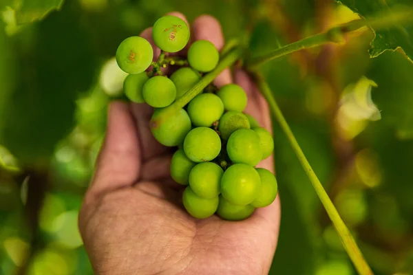 Raisins Verts Cachés Dans Feuillage Bons Soins Chez Les Femmes — Photo