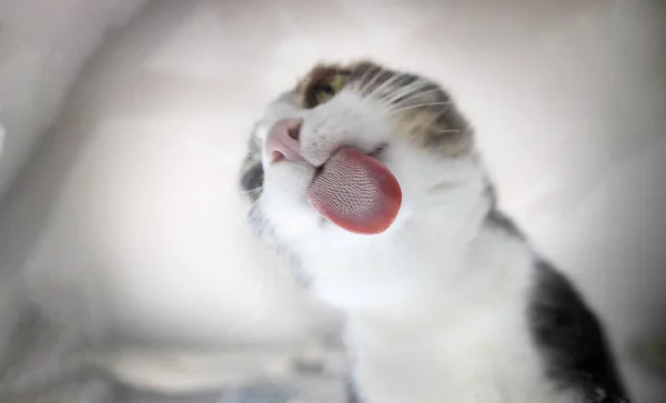 Gato Doméstico Comendo Lambendo Tela Com Língua Rosa Fundo Claro — Fotografia de Stock