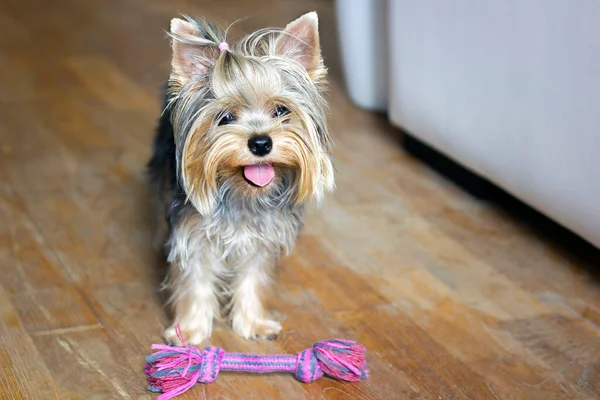 Cane Che Gioca Con Giocattolo Colorato Cane Corda Cotone Giochi Foto Stock