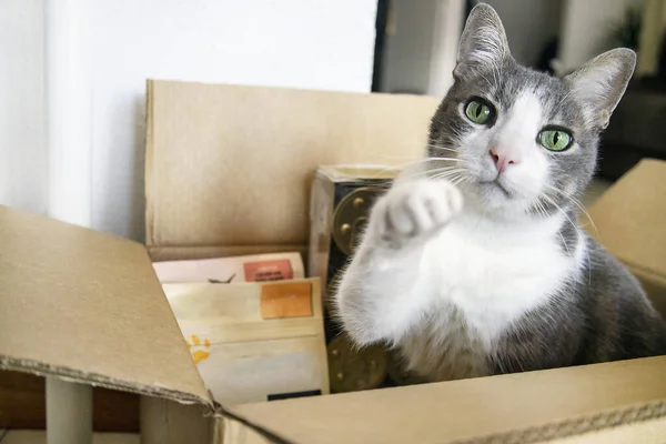 Een Kat Zittend Een Kartonnen Doos Met Droog Eten Snack Stockfoto