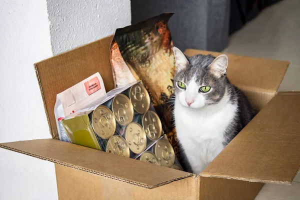 Een Kat Zittend Een Kartonnen Doos Met Droog Eten Snack Rechtenvrije Stockfoto's