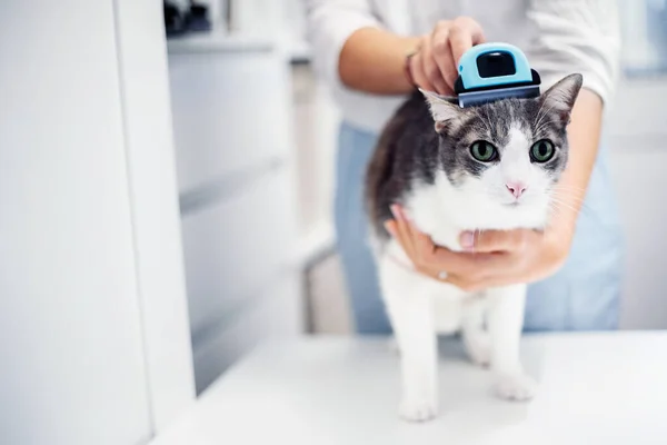 Unrecognizable Woman grooming Unhappy cat on table at home. Spring moulting concept. Combing white gray adult cat with blue comb brush. Woman taking care of pet removing hair