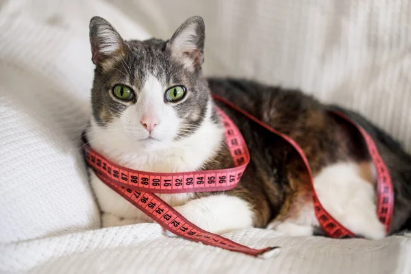 gray-white cat with measure tape. Pet at home looking to camera with a pink centimeter around his neck. Cat dieting and cat nutrition. Fat Cat and measuring tape. Weight control concept