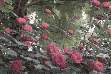 Gizemli güzel bahçe manzarası. Odaklanamayan pembe gül çiçekleri ve bulanık arka planda yaprakları olan dallar. Güzel çiçek arkaplanı.