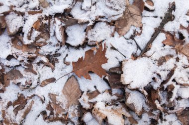 Düşen kar ile kaplı yapraklar