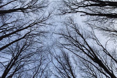 ağaçlar gökyüzü arka plan üzerinde