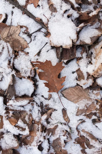 Бурый лист на снегу — стоковое фото