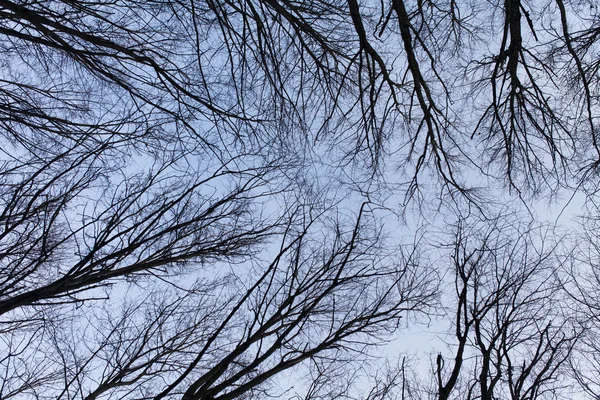 Podproces stromů — Stock fotografie