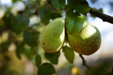 Yeşil armut dalın üzerinde