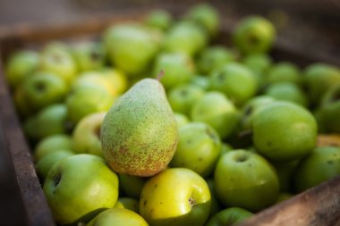 Kutusunda elma zemin üzerine yeşil armut