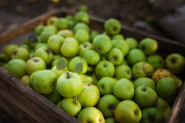 Green apples in box — Stock Photo, Image