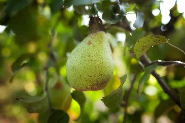 Green pear on the branch — Stock Photo, Image