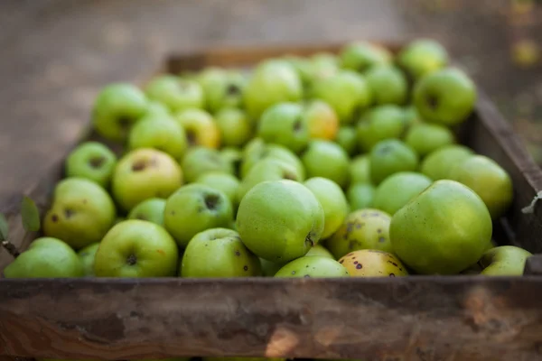 Green apples in box — Stock Photo, Image