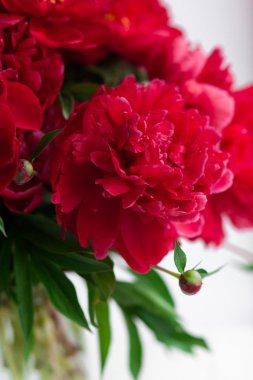 Red peony closeup on white