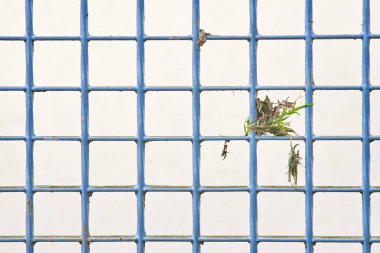 Kare şeklinde mavi metal çitler ve meydanda bir bitki. Endüstriyel çitlerde büyüyen çimenler. Doğa şehre doğru ilerliyor.