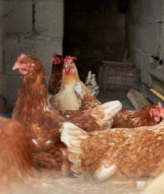 Kümeste turuncu tavuklar, gri odaklanmış arka plan ve ön planda tavuk. Kafesteki tavuklar. Sarı gagalı ve kırmızı armalı tavuklarla çevrili bir horoz.