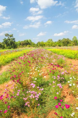 Cosmos çiçek alan manzara 
