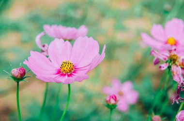 Cosmos çiçek, Comos spp, Compositae, renk süreci