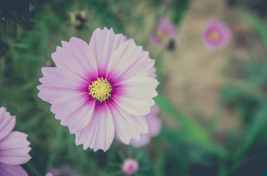 Cosmos çiçek, Comos spp, Compositae, renk süreci
