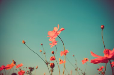 Cosmos çiçek, Comos spp, Compositae, renk süreci